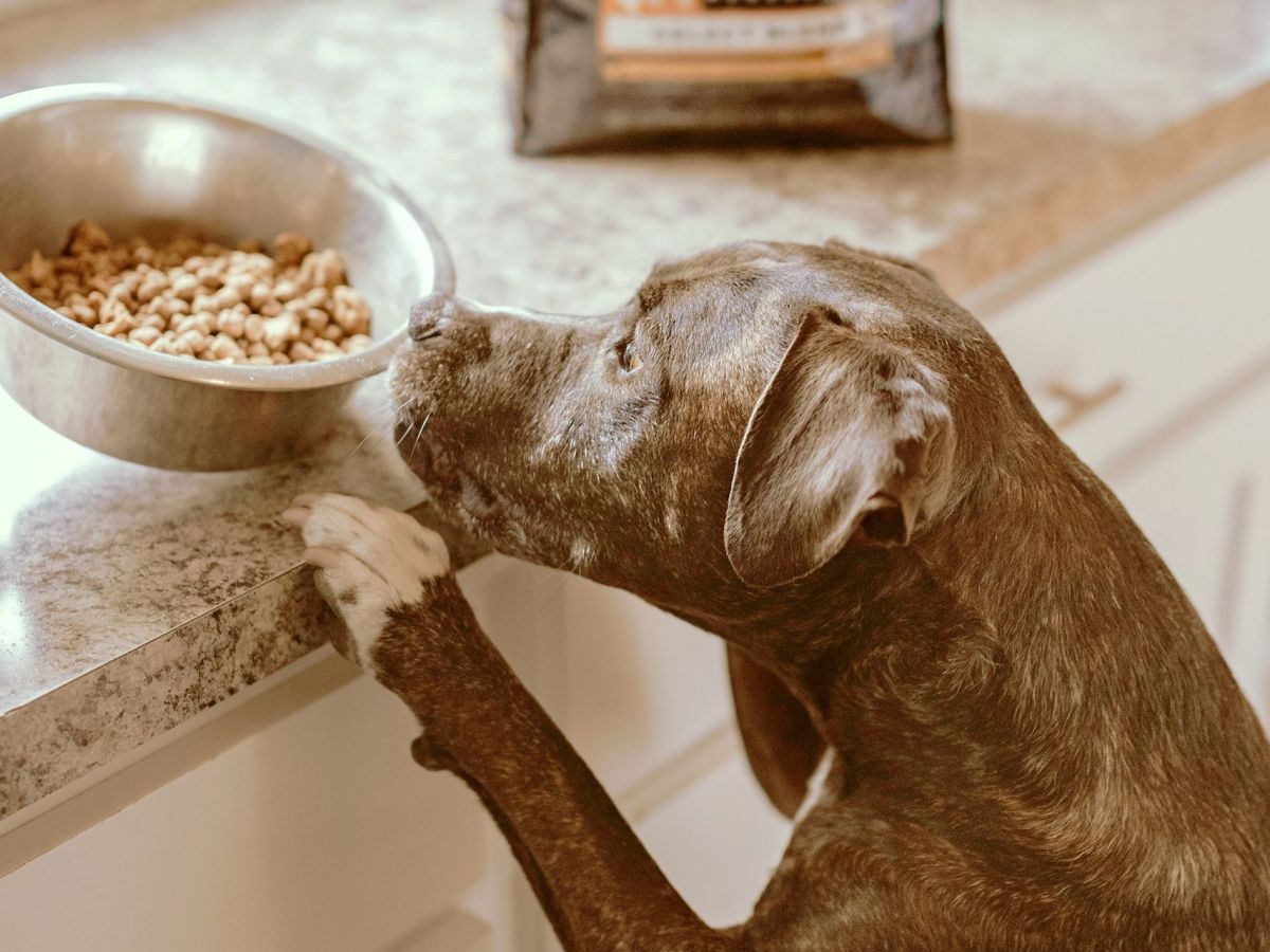 Get Your Guts in Order: Why Gut Health is Crucial for Your&nbsp;Pet