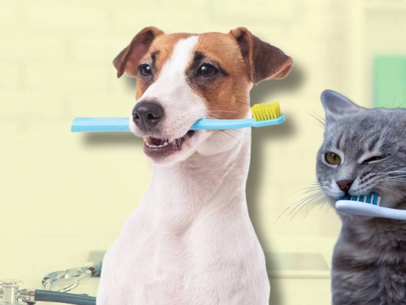 The Ultimate Guide to Dental Health & Hygiene for&nbsp;Pets