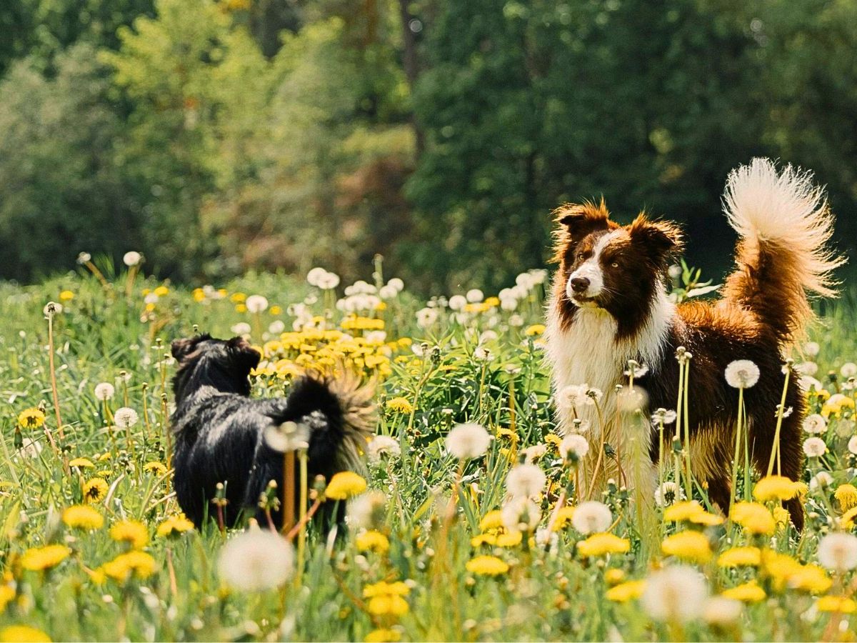 Feel the Joy, Not the Itch: A Spring Survival Guide for Allergy-Prone&nbsp;Pets