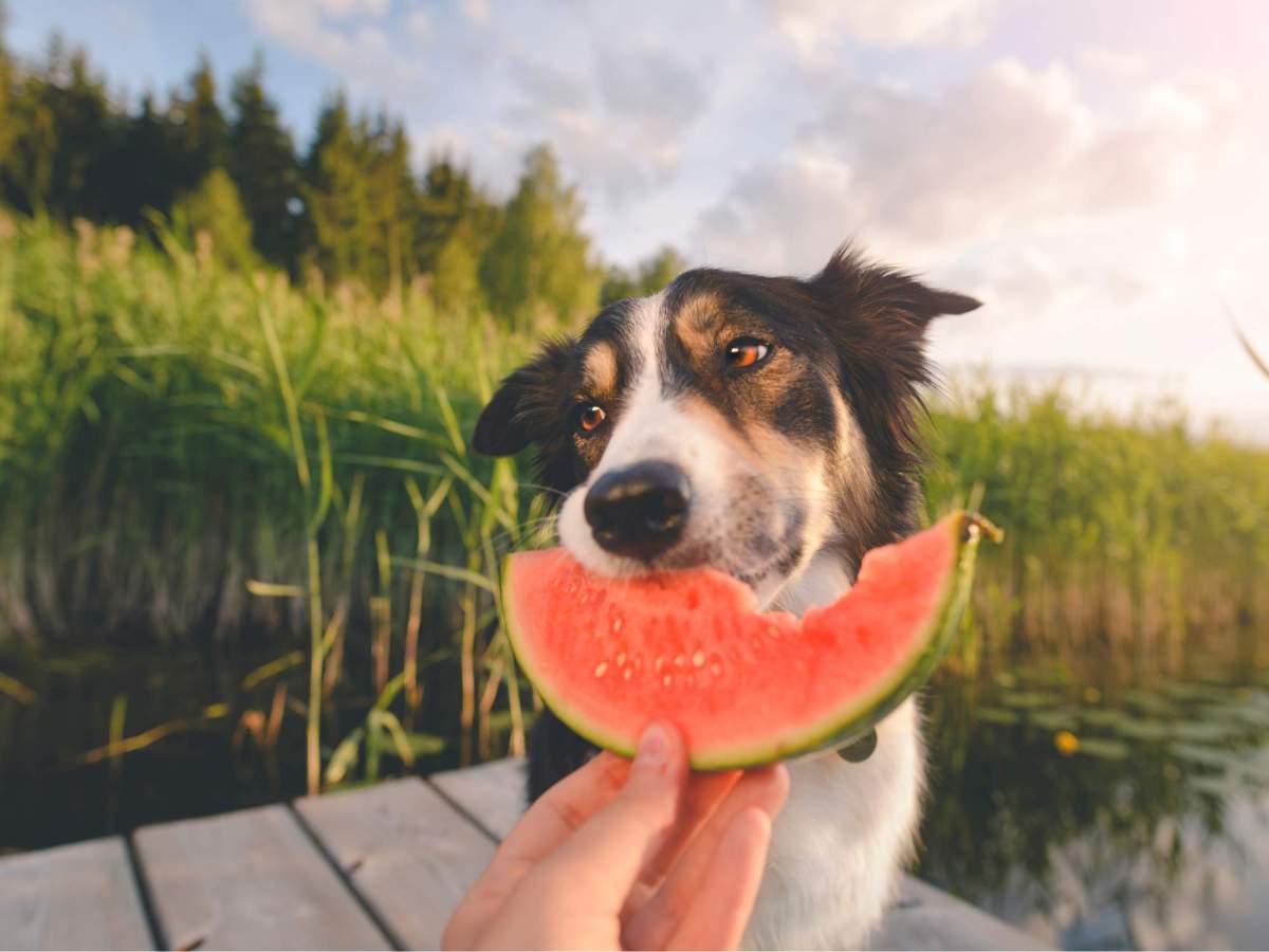 Beating the Heat: Smart Summer Wellness Tips for Your&nbsp;Pets