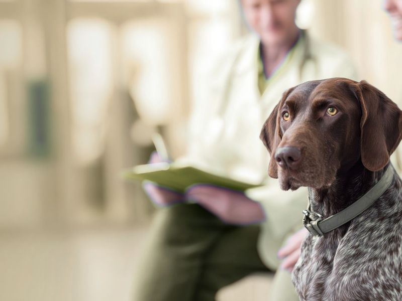 The 3 Health Checks Every Pet Needs at the Start of the&nbsp;Year
